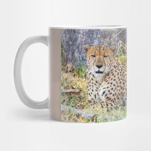 Cheetah in Moremi Game Reserve, Botswana Mug